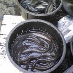 バケツにうなぎ