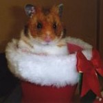 ハムスター写真