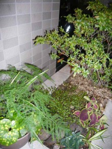 植込みA