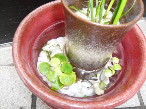 コッピーアップ