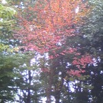 Image073ナツツバキ Image073ナツツバキ