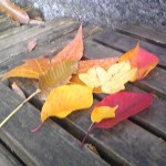 Image038 葉っぱ2 Image038 葉っぱ2