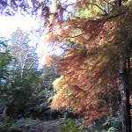 Image094スギ Image094スギ