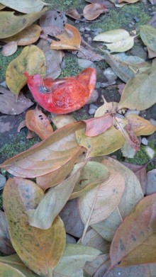 鳥に食べられたあと