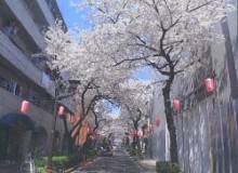 西小山桜並木