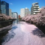 目黒川 桜