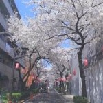 西小山桜並木