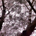 4a8c5aa4d90df399788658524ce5f327-580x580