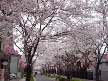 西小山緑道 桜