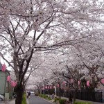 西小山緑道 桜