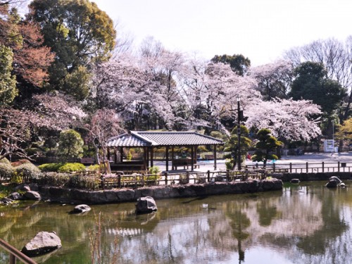 戸越公園 桜